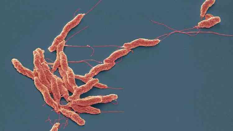 bactrias Campylobacter