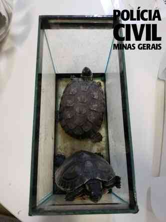 Dois jabutis e trs tartarugas foram apreendidos(foto: Polcia Civil de MG/Divulgao )