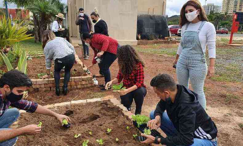 Canteiro de hortalias e verduras conta com a participao macia dos colaboradores, que colocaram as mos na terra(foto: CSUL/Divulgao)