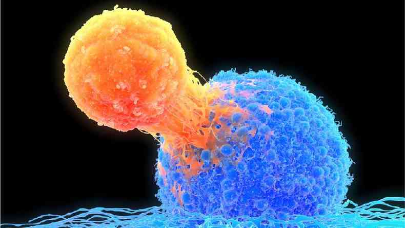 Clulas T so especificamente adaptadas para identificar um patgeno especfico e mat-lo(foto: Getty Images)