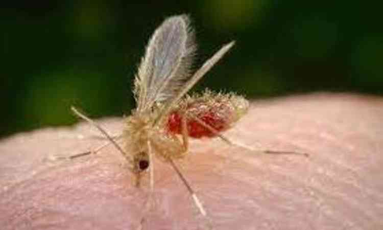 mosquito que causa a Leishmaniose 