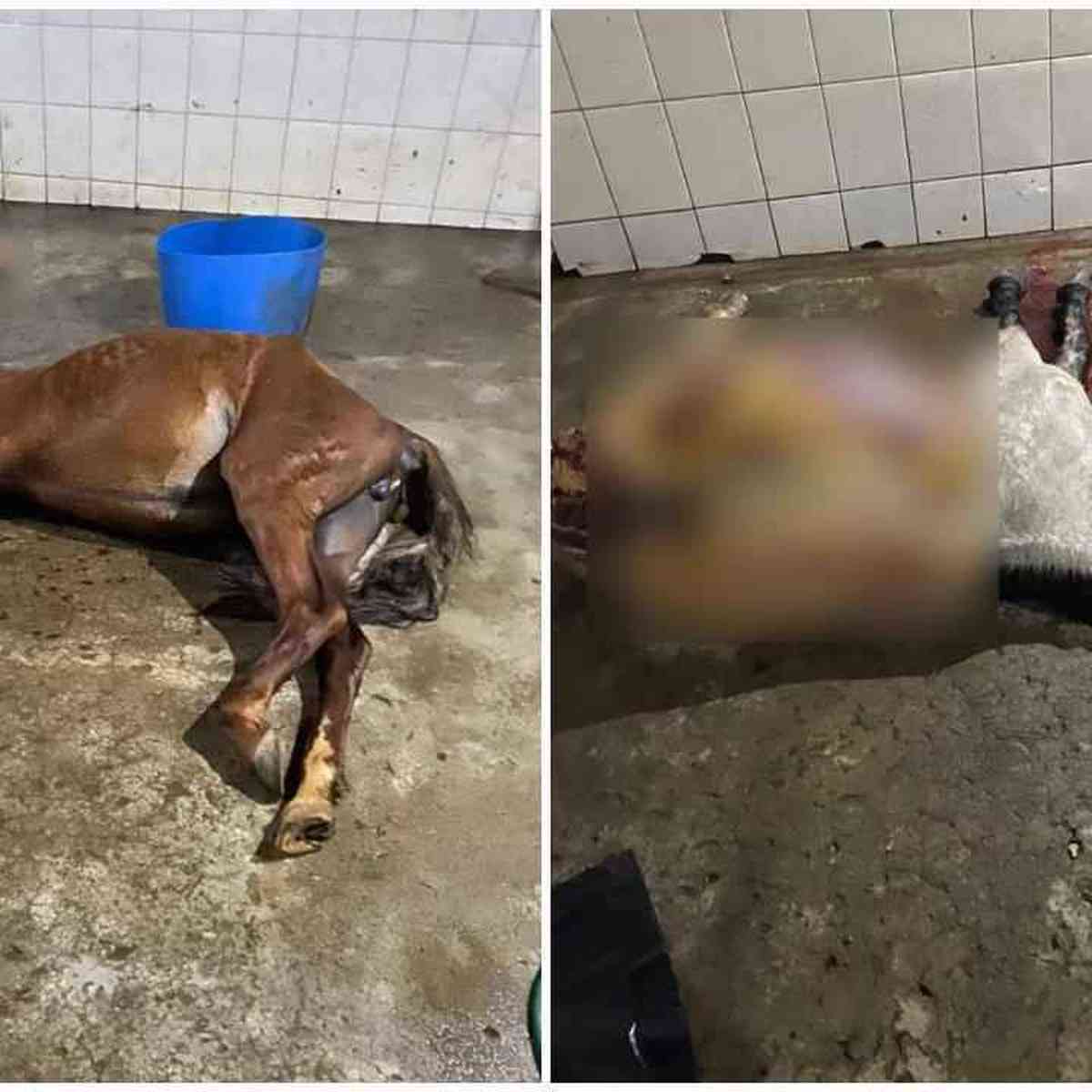 Frigorífico em MG planeja retomar abate de cavalos ainda este ano