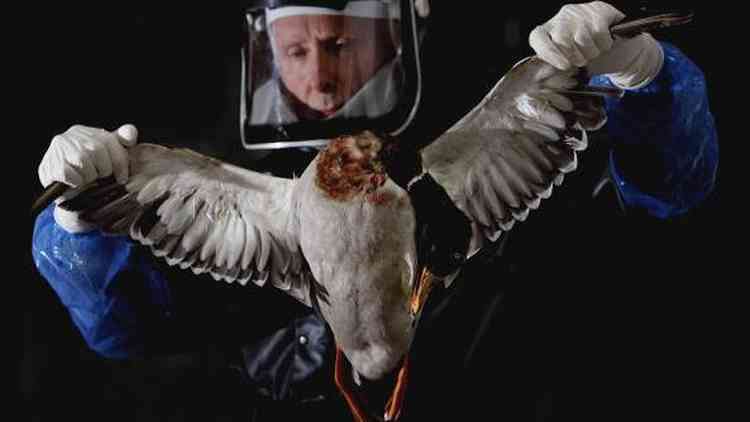 Cientista segurando ave morta por gripe 