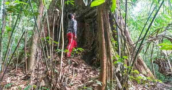 The tallest tree newly discovered in the Amazon that is in danger of disappearing – the flag