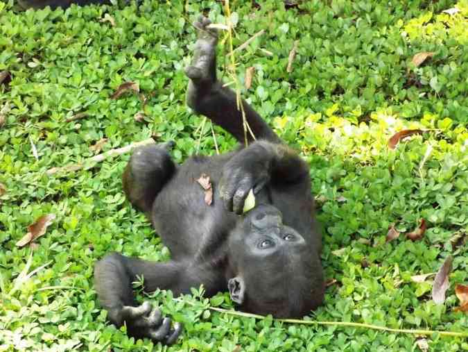 Gorilinhas completam dois anos em 2016 e esbanjam sade no Zoolgico de BHSuziane Fonseca/Fundao Zoo-Botnica de BH