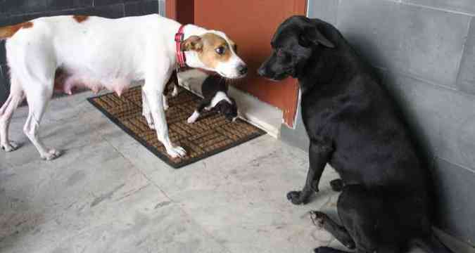 Xerife, Olvia e filhotes em casa da Rua Turquesa: dona do imvel quer que eles fiquem juntos, mas brigas com outro cachorro atrapalham(foto: Edsio Ferreira/EM/D.A Press)