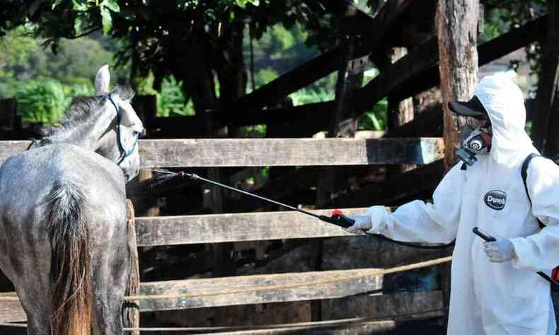 Agente de zoonoses de Contagem aplica carrapaticida em cavalo, aps surto que levou 23 pessoas  internao em 2019