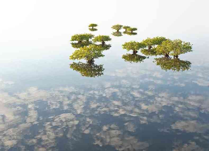 Uma vista dos manguezais do Merritt Island National Wildlife Refuge, Flrida
