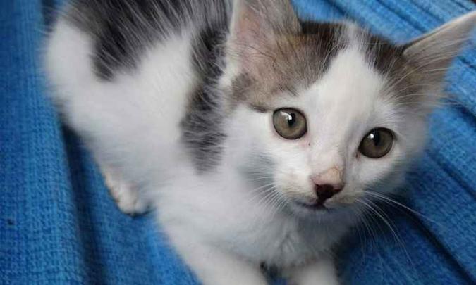 Serão cerca de trinta filhotes de gatos e cachorros(foto: Sociedade Mineira Protetora dos Animais (SMPA)/ divulgação) Serão cerca de trinta filhotes de gatos e cachorros(foto: Sociedade Mineira Protetora dos Animais (SMPA)/ divulgação)