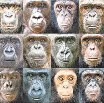 Imagem rene alguns dos animais que tiveram o DNA analisado: busca para entender a evoluo do ponto de vista gentico(foto: IAN BICKERSTAFF/DIVULGAO)