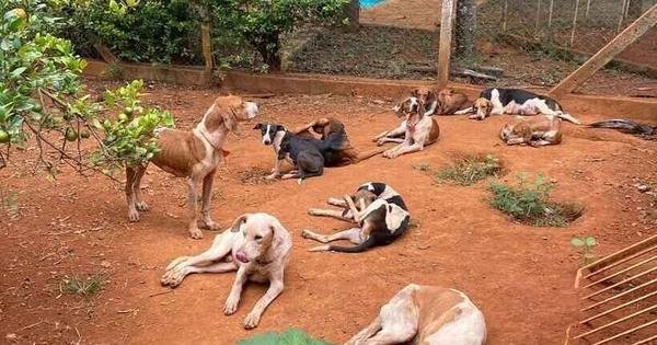 Araxá fará mutirão para castração gratuita de cães e gatos - Vimarsana News