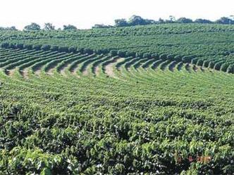 Lavoura de caf em Minas: estimativa inicial de exportao para a sia  de 180 mil sacas (foto: Divulgao/Faemg Senar - 11/5/11 )