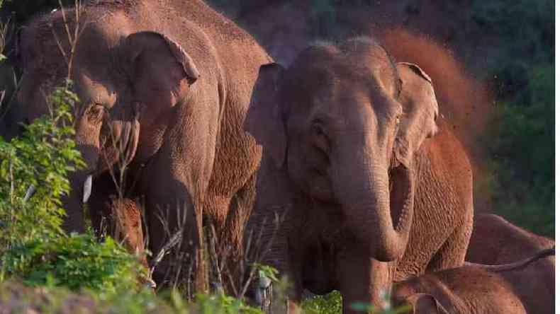 Uma manada de elefantes ameaados de extino na China que j percorreu 500 km deixou cientistas completamente pasmos(foto: Reuters)