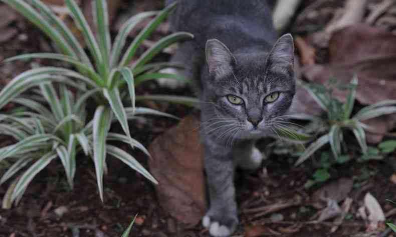Gato visto de perto em rea de vegetao no Parque Municipal de Belo Horizonte