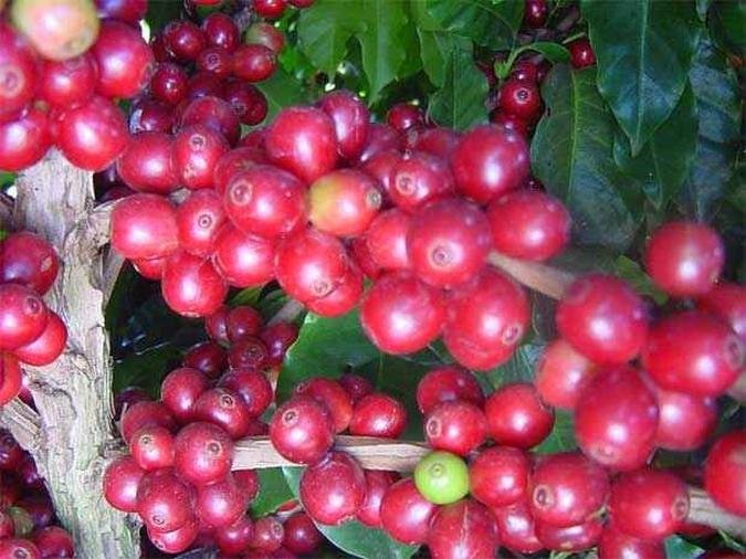 Primeiras 50 mil sacas ser�o de frutos selecionados da regi�o de Guaxup�(foto: JO�O BATISTA MARQUES/DIVULGA��O - 28/4/06)