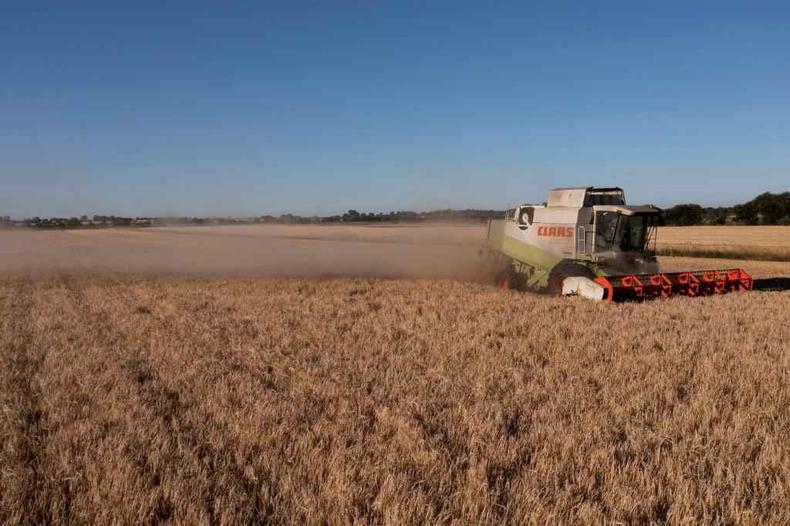 Colheita antecipada de cevada devido ao alto calor no pas vai reduzir estoque da mercadoria 