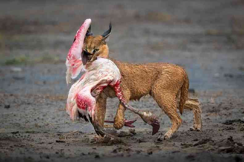 Um caracal carregando sua presa, um flamingo, em Ndutu, Repblica da Tanznia