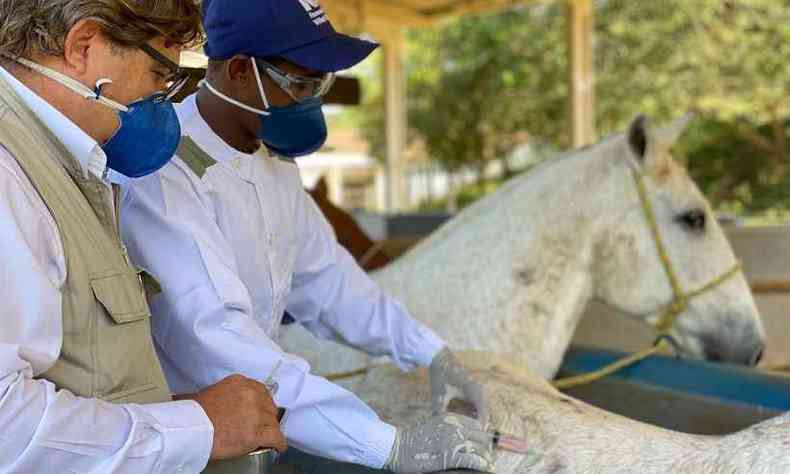 Soro antiCOVID-19 est sendo desenvolvido a partir do plasma do cavalo(foto: Instituto Vital Brazil/Divulgao)