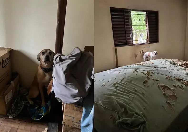 Cães estavam em situação de abandono(foto: PCMG/Divulgação) Cães estavam em situação de abandono