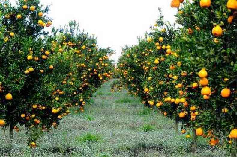 Produo de tangerina em Belo Vale: embora Minas seja o quarto produtor de frutas do pas, o estado ainda depende de abastecimento externo(foto: Ramon Lisboa/EM/D.A Press - 28/6/13)
