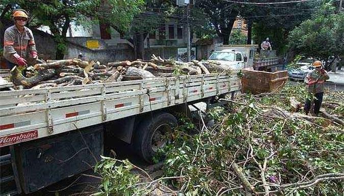 (foto: Corte de árvores na Rua Carangola) (foto: Corte de árvores na Rua Carangola)