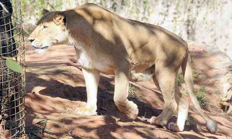 Rhana  a nica leoa do Zoolgico de Belo Horizonte: macho morreu h trs meses de insuficincia renal(foto: Beto Novaes/EM/D.A PRESS)