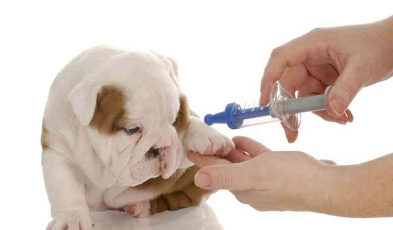 Sempre procure um veterinrio para que ele possa indicar o medicamento adequado para o seu animal(foto: Boehringer Ingelheim/Divulgao)