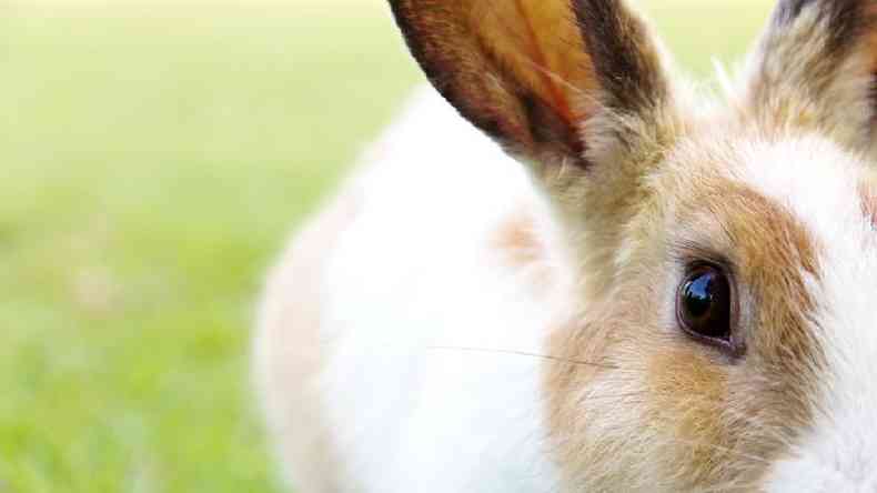 Desde o Egito antigo, o coelho j era sinnimo de fertilidade(foto: Getty Images)