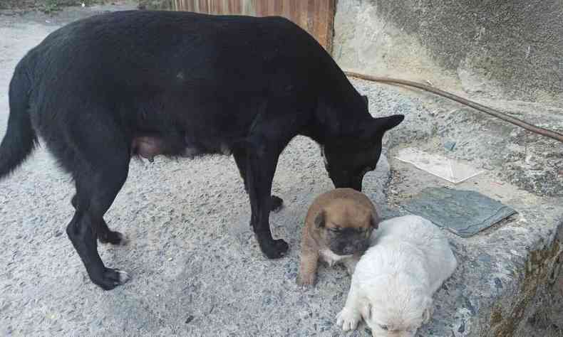 Cadela com filhotes recm nascidos