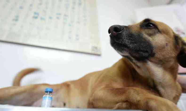 Os animais de estimao devem ser levados para vacinao(foto: Alexandre Guzanshe/EM/D.A Press)
