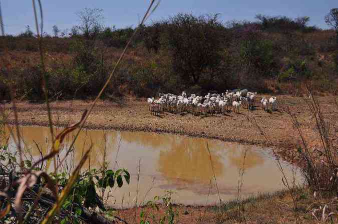 Neste ano, houve perda de 80% da lavoura e de duas mil cabeas de gado(foto: Fabio Maral/divulgao)