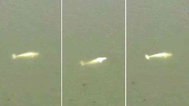 Pictures show the whale 