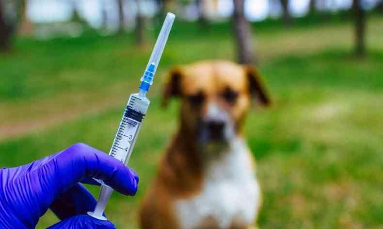 cão recebendo vacina 