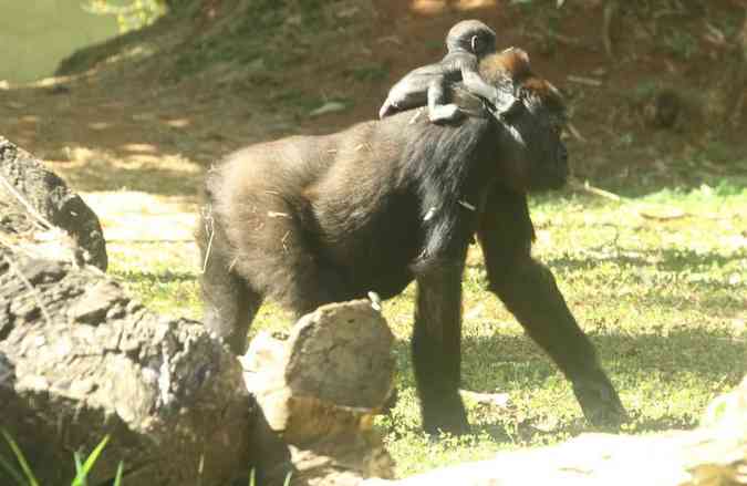 Quarto filhote de gorila nascido no Zoolgico de BH encanta visitantes. Como ele sempre fica junto ao corpo da me, ainda no  possvel saber o sexo do bebJair Amaral/EM/DA Press