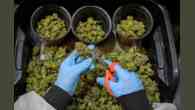 Anvisa libera extrato em gotas à base de Cannabis mediante receita especial