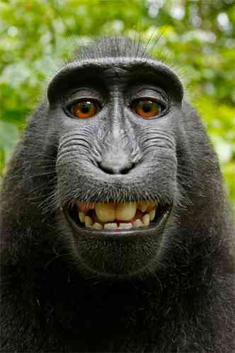 Foto tirada pelo macaco gerou uma disputa sobre direitos autorais com o Wikimedia(foto: Reproduo Internet / www.wikimedia.org)