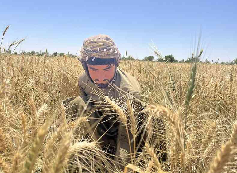 Niamatullah colhendo trigo no campo