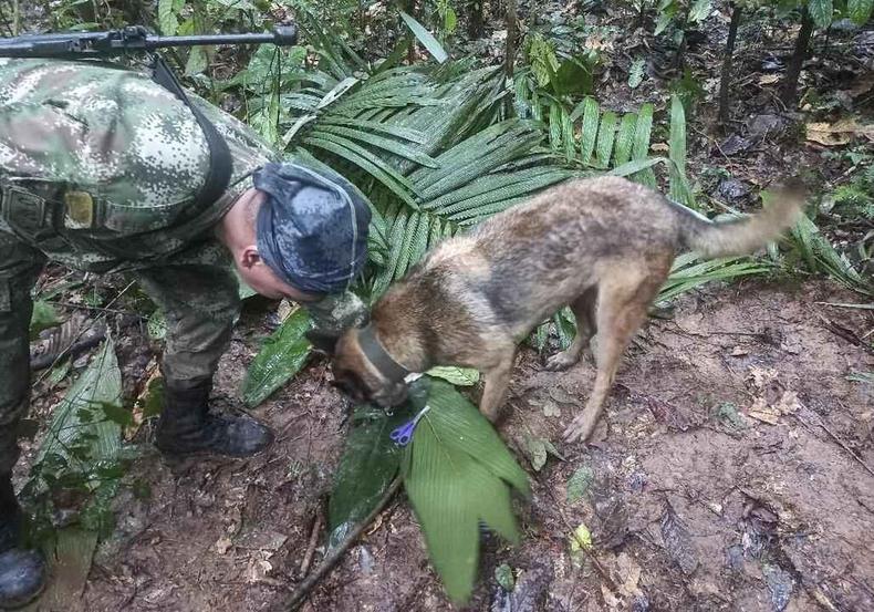 Entre as crianças encontradas, havia um bebê de apenas 11 meses de idade(foto: AFP PHOTO/COLOMBIAN ARMY) Imagem dos militares com cães farejadores no resgate das crianças
