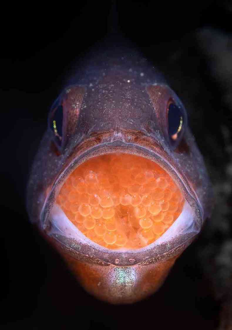 Peixe 'Vincentia novaehollandiae' carregando ovos dentro da boca