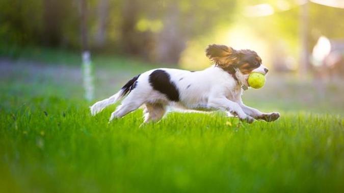 Passe mais tempo ao livre com os pets. Correr e brincar ajuda a queimar calorias (foto: PetShow/ Divulgação) Passe mais tempo ao livre com os pets. Correr e brincar ajuda a queimar calorias (foto: PetShow/ Divulgação)