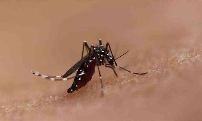 O sorotipo 2 da dengue continua a ser o predominante em Minas Gerais (foto: NIAID/Divulgao )