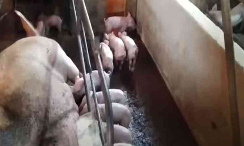 Criao de porcos em rea de preservao ambiental (foto: Canal Sul das Gerais/Divulgao)