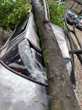 Bombeiros cortaram rvore que atingiu carros dentro de condomnio em Contagem(foto: Corpo de Bombeiros/Divulgao)