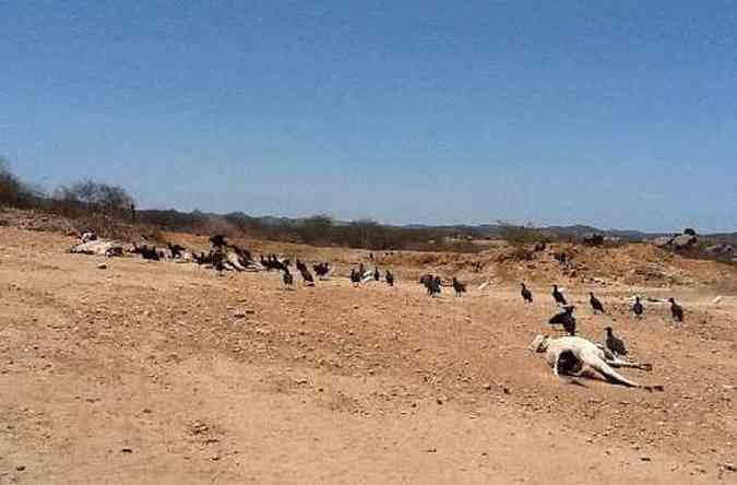 Norte de Minas e Estados do Nordeste enfrentam pior estiagem em 50 anos. Governo liberou pacote de R$ 32 milhes para enfrentar crise(foto: Credito Divulgacao/Djacy Brasileiro)