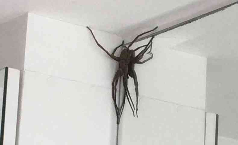 Moradores do Buritis relatam presena de aranha armadeira em prdios e condomnios. Animal pode chegar ao tamanho da palma da mo de um adulto aberta(foto: Eduardo Barros/Arquivo pessoal)