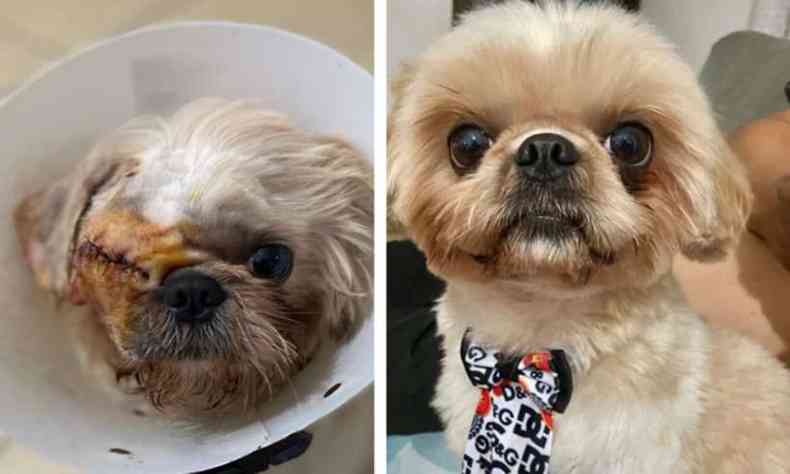 Cachorro Beethoven,  esquerda imagem ps operatrio em que perdeu o olho, e  direita, imagem antes do acidente