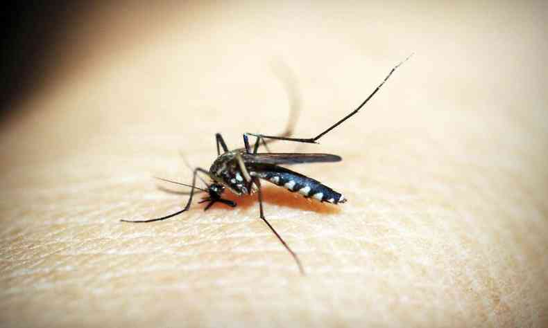 mosquito da dengue, Aedes aegypti