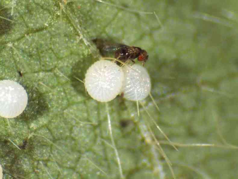 Controle  feito por meio de microvespas, que se alimentam dos ovos das pragas (foto: Fotos: ABC Bio/Divulgao)