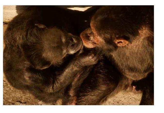 Os dois chimpanzés se beijaram e trocaram carícias(foto: Projeto GAP) Os dois chimpanzés se beijaram e trocaram carícias(foto: Projeto GAP)