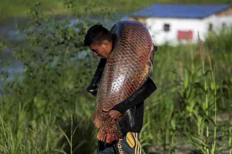Pescador carrega pirarucu enorme, pescado em reserva sustentvel na Amaznia